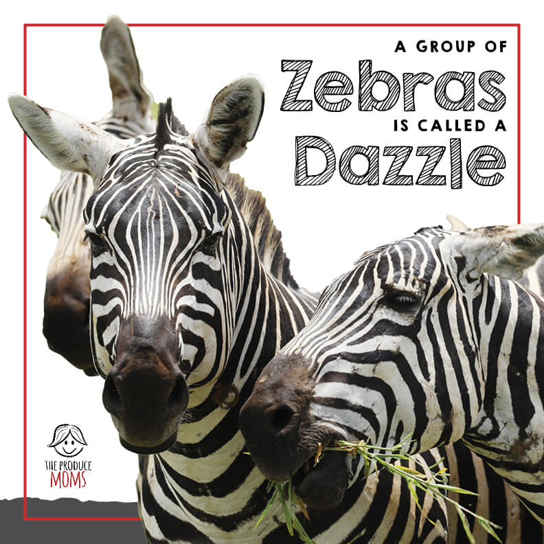 A group of zebras is called a dazzle