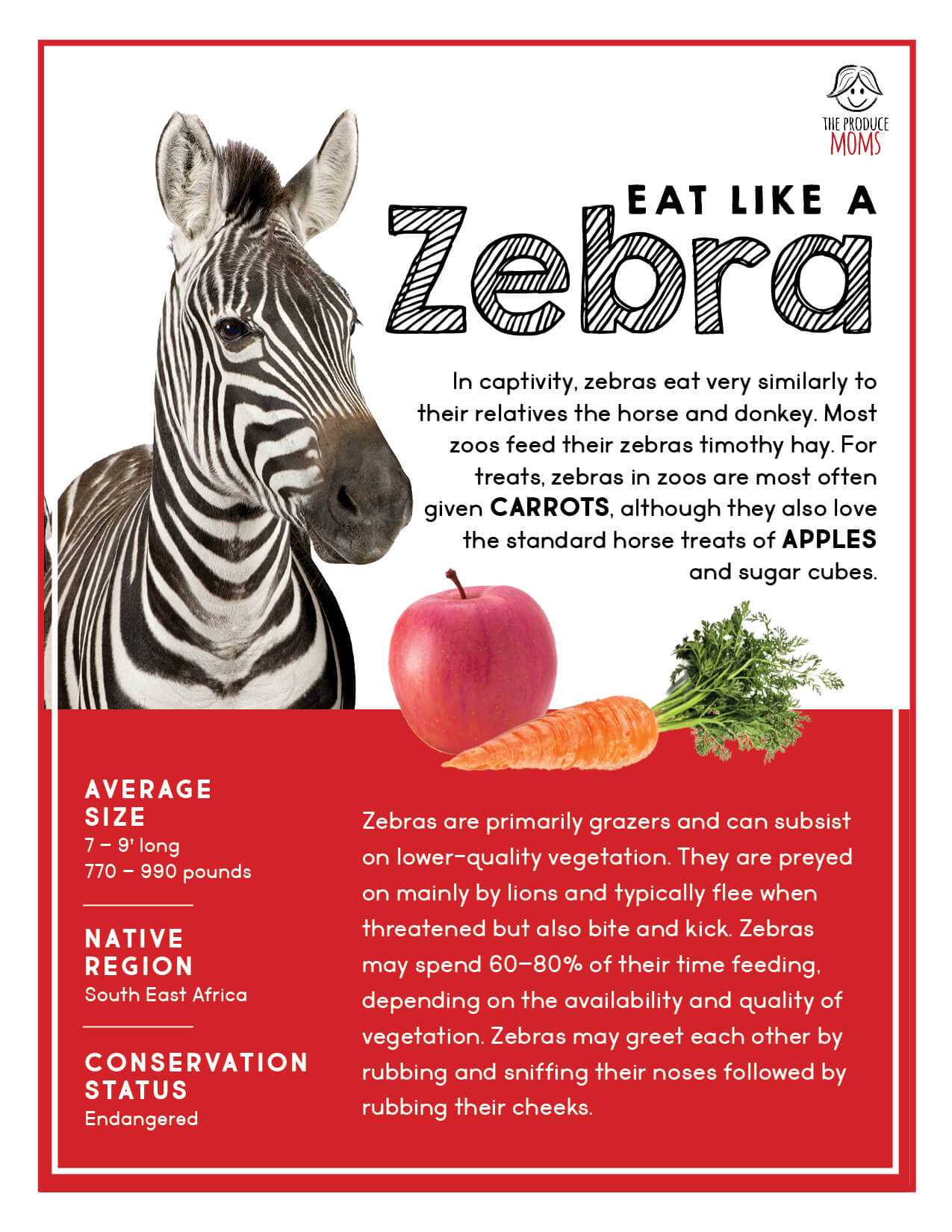 Zebra Fact Sheet