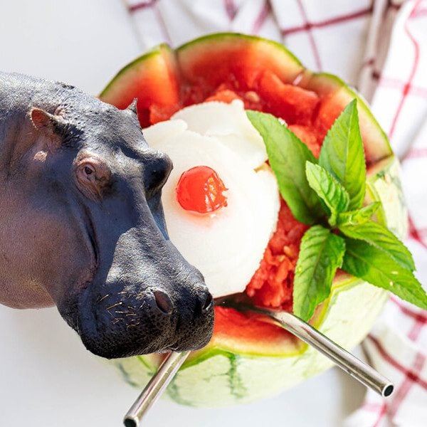 Eat Like a Hippo Banner Image