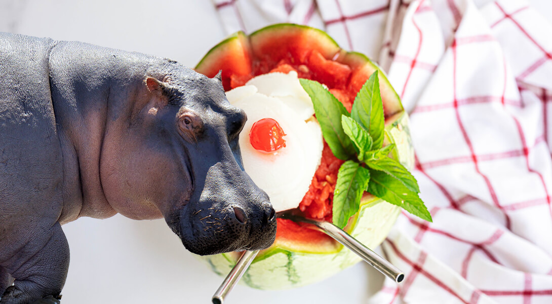 Eat Like a Hippo Banner Image