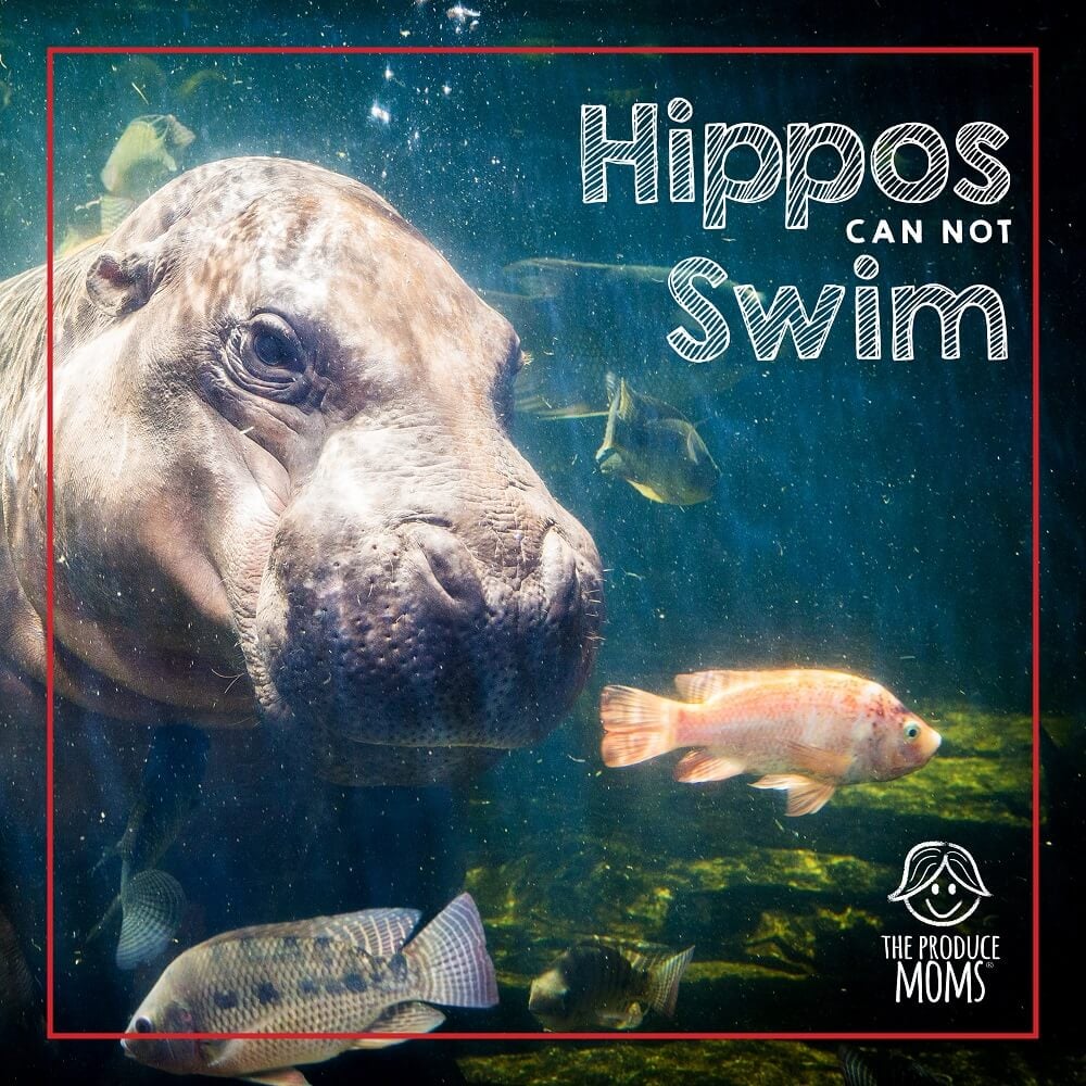 Eat like a hippo... but don't swim like one!