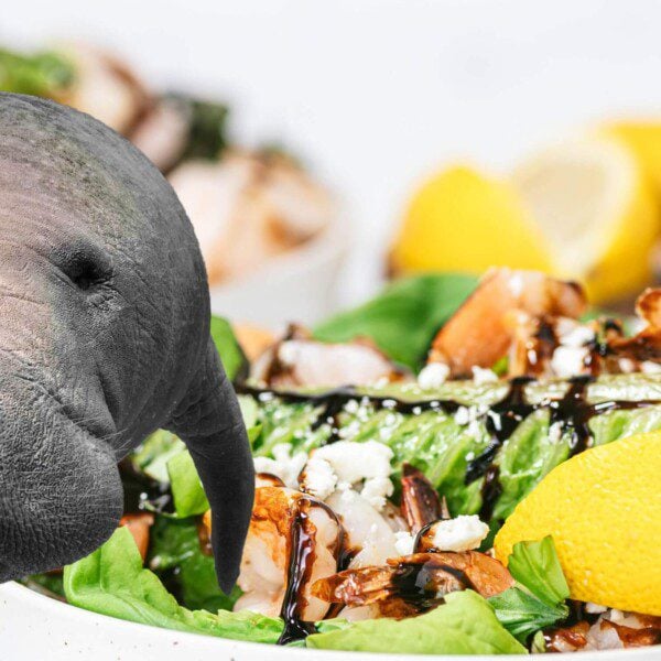 Eat Like a Manatee Banner Image