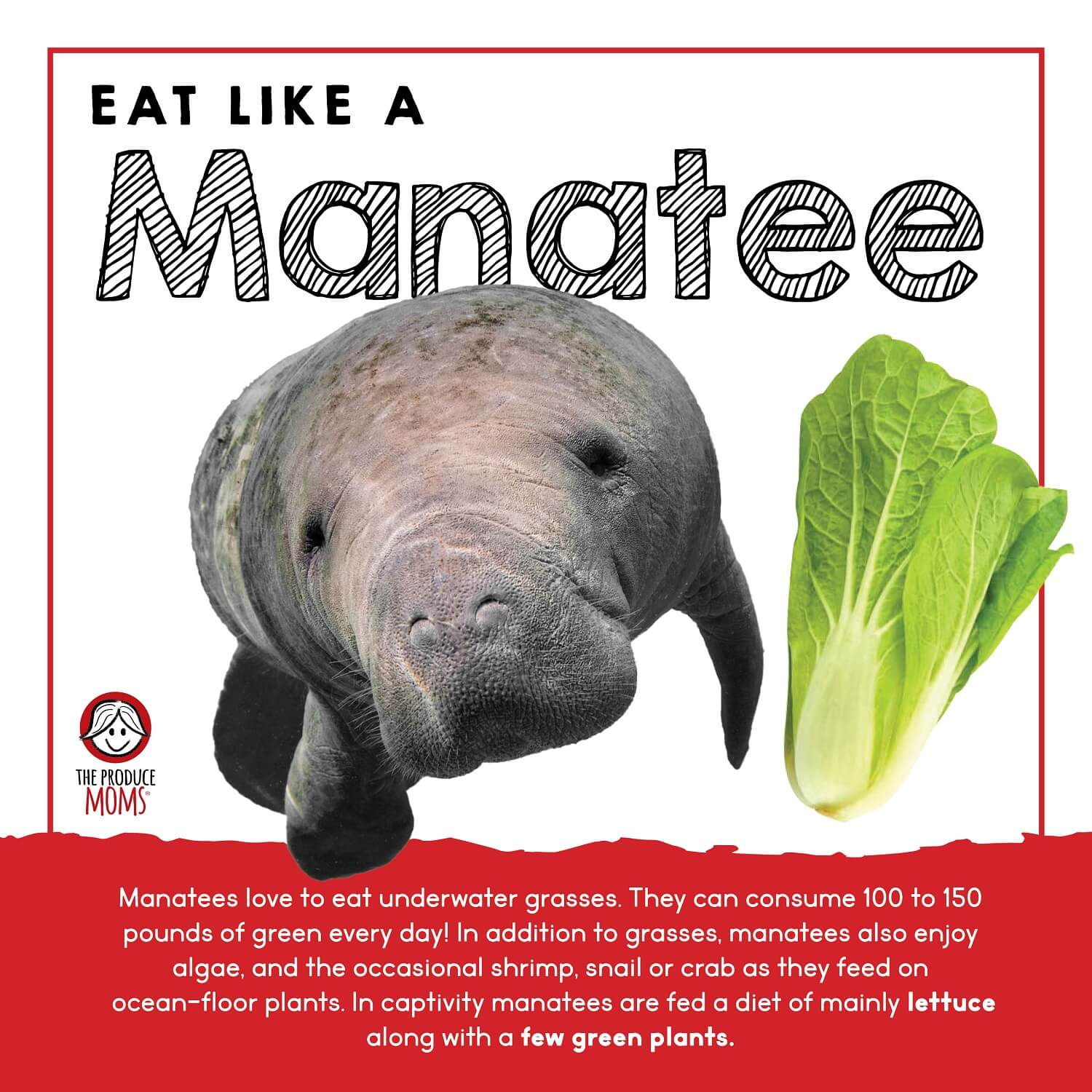 How to Eat Like a Manatee