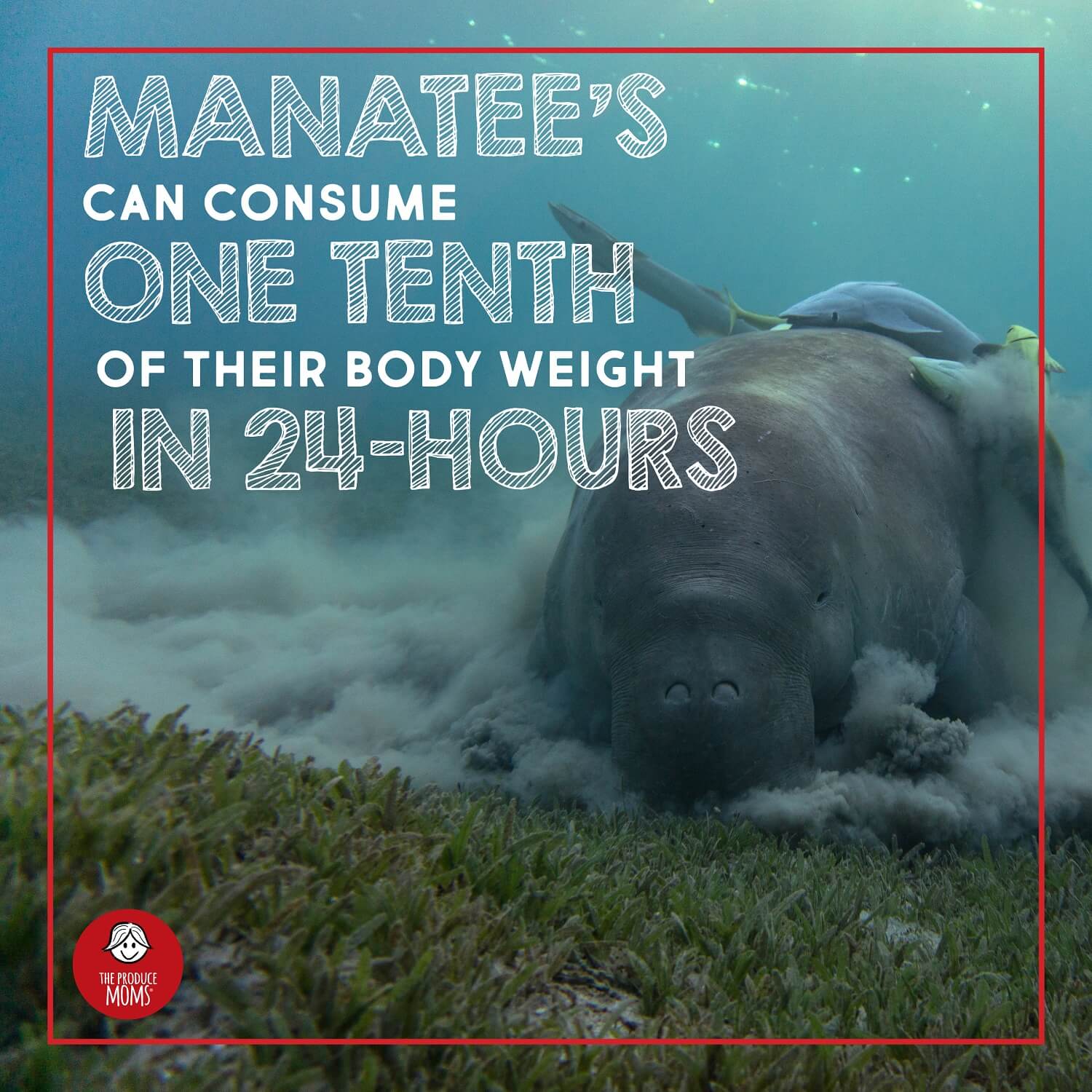 You'd have to eat a lot of grass to eat like a manatee!