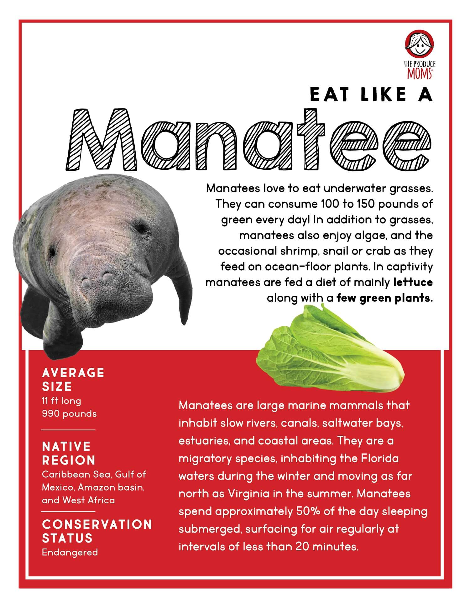 Eat Like a Manatee Fact Sheet