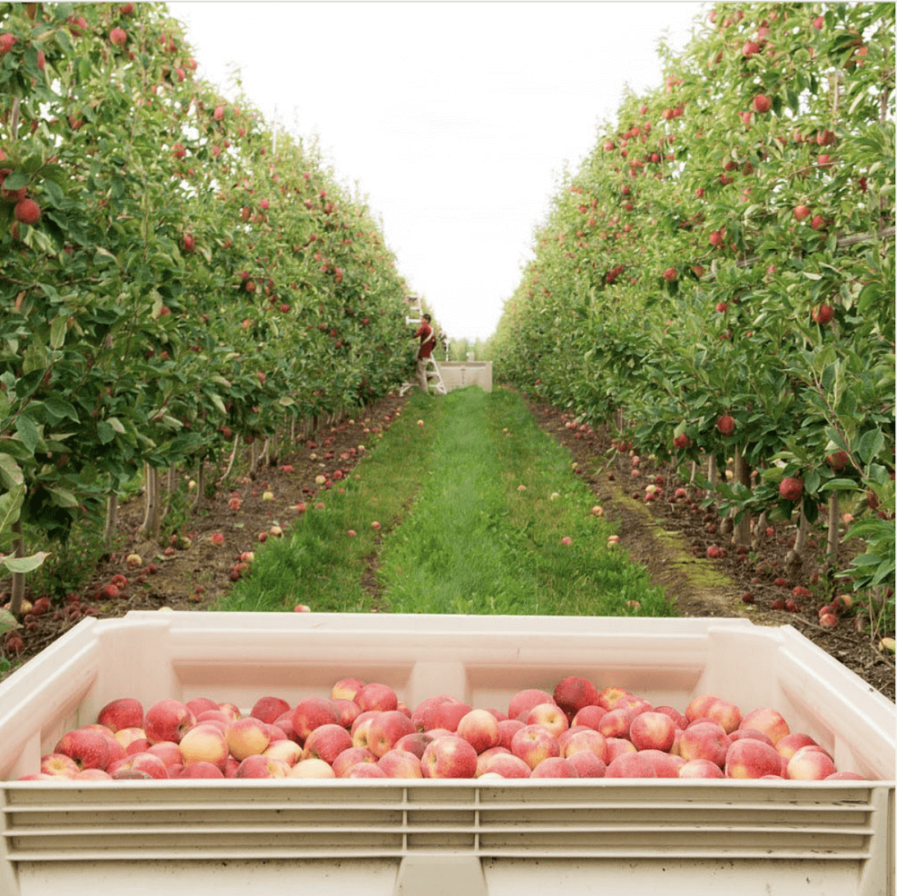 A view from a SweeTango Apple Grower