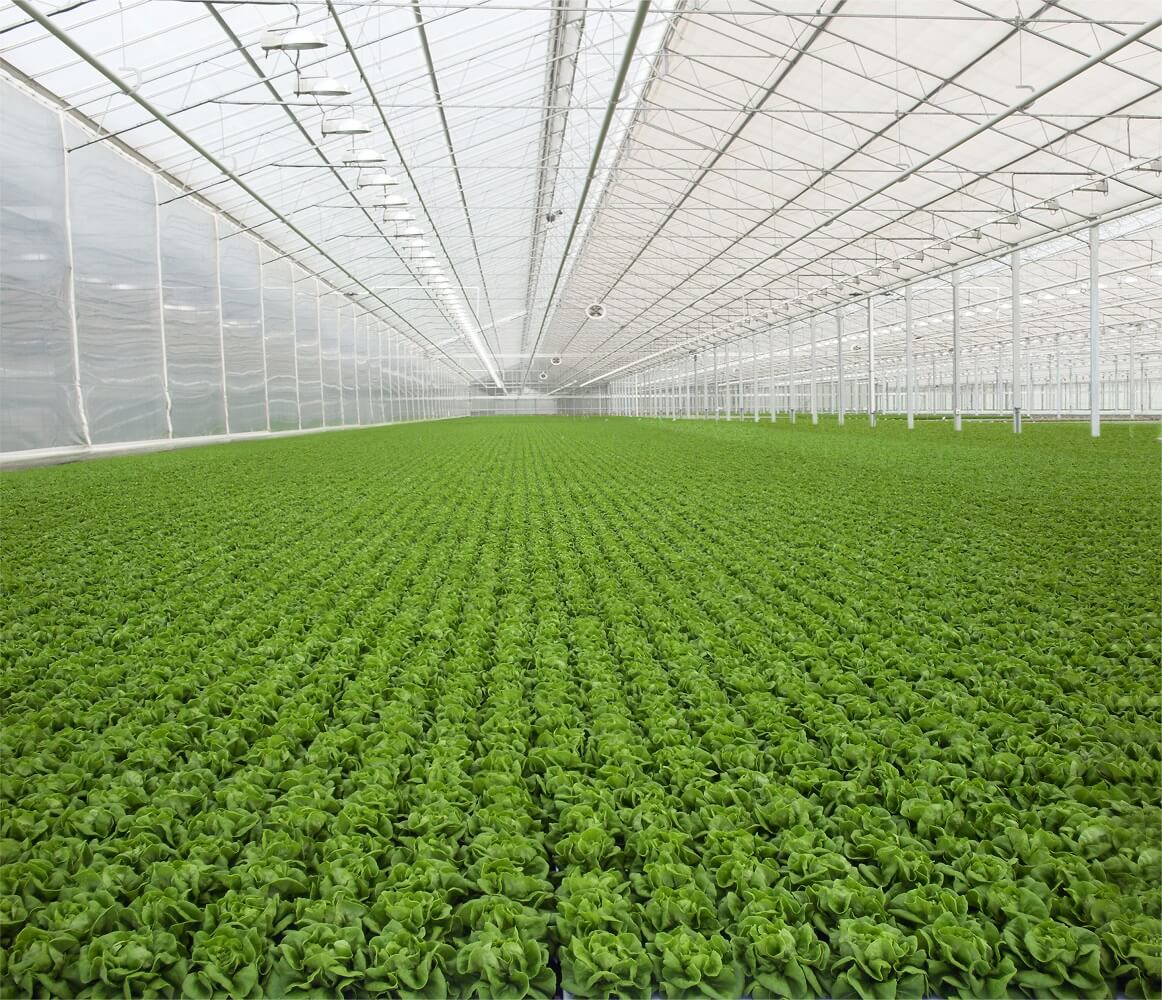 A Tennessee greenhouse