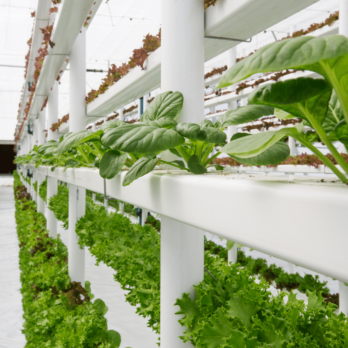 Vertical farmed salad greens