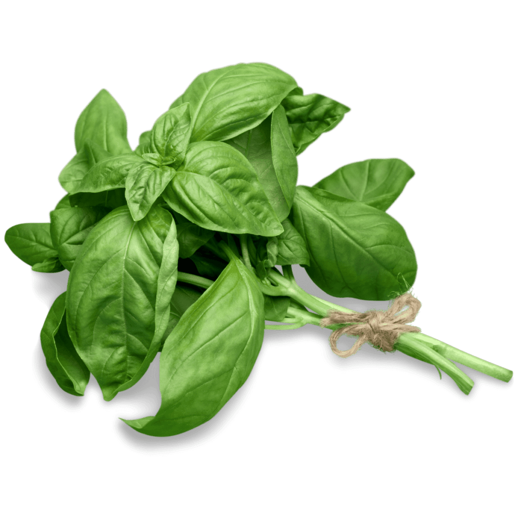 How to Select and Store Fresh Basil The Produce Moms