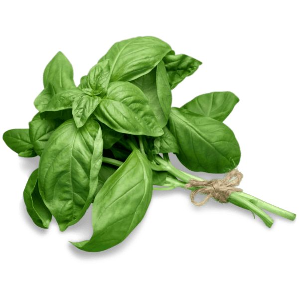 Basil