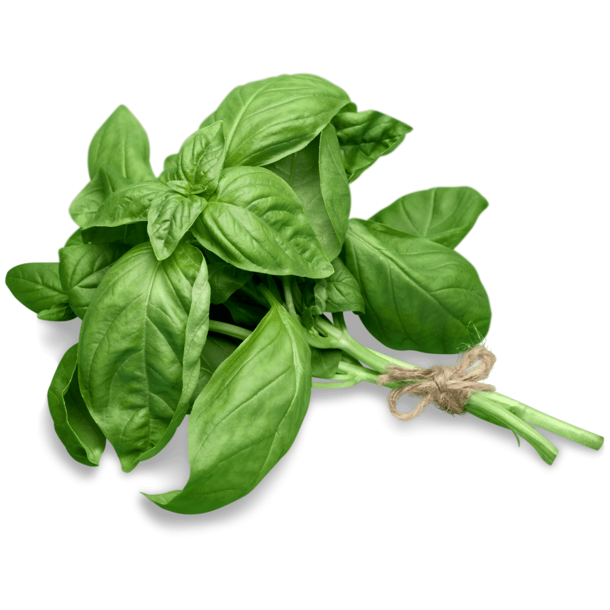 Basil