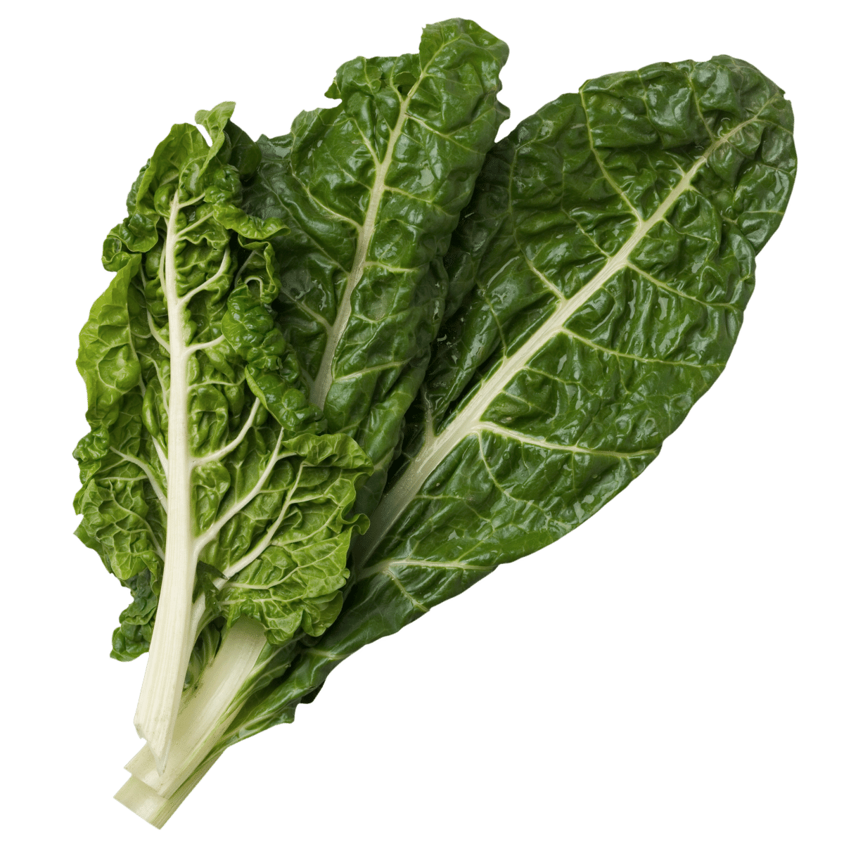 Swiss Chard Photo