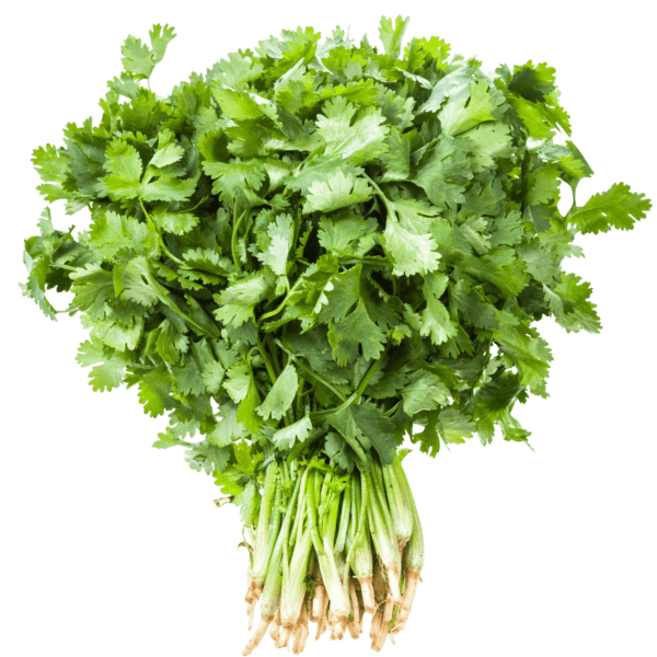 Cilantro