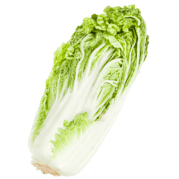 Napa Cabbage