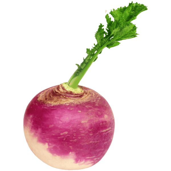 Turnip