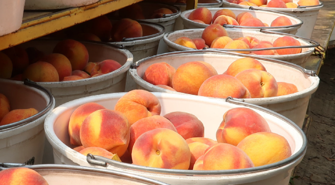 Prima Peaches in buckets