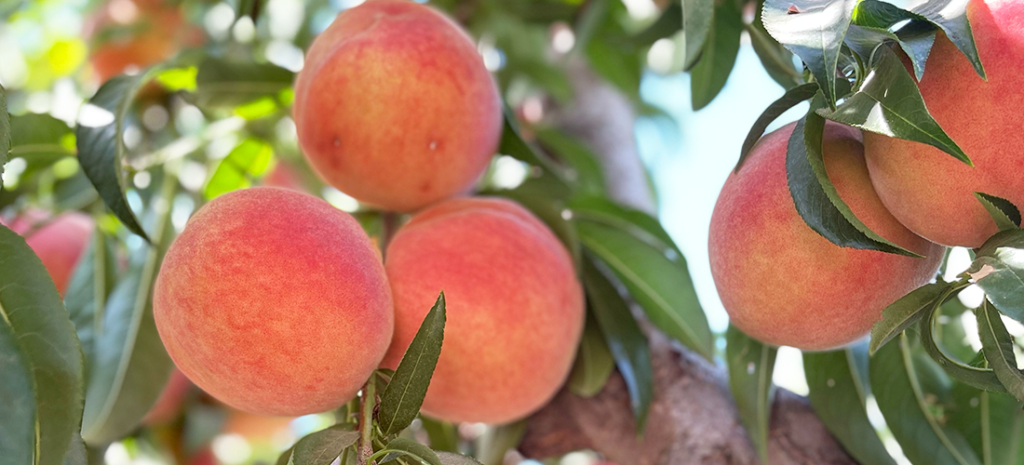 Prima Peaches on tree