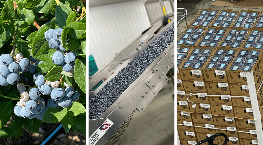 Michigan Blueberry Farm Tour 2022