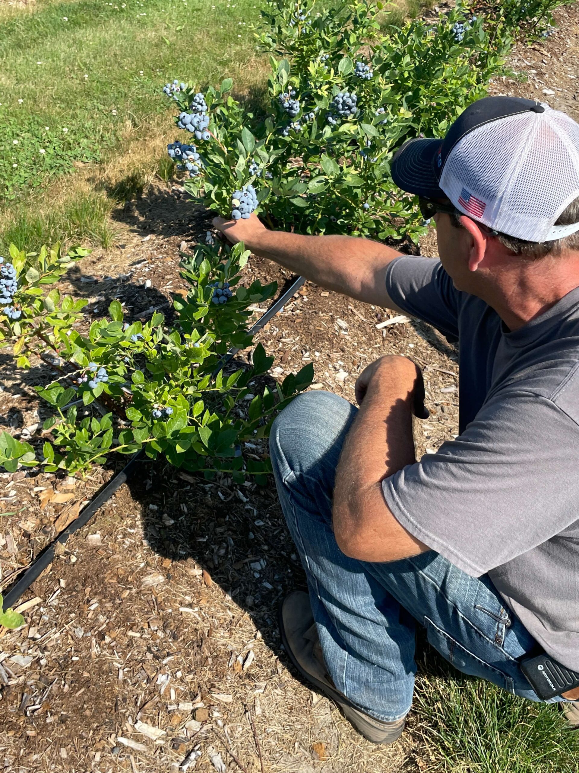 Lakeside: Owner bent down looking at blueberry bush