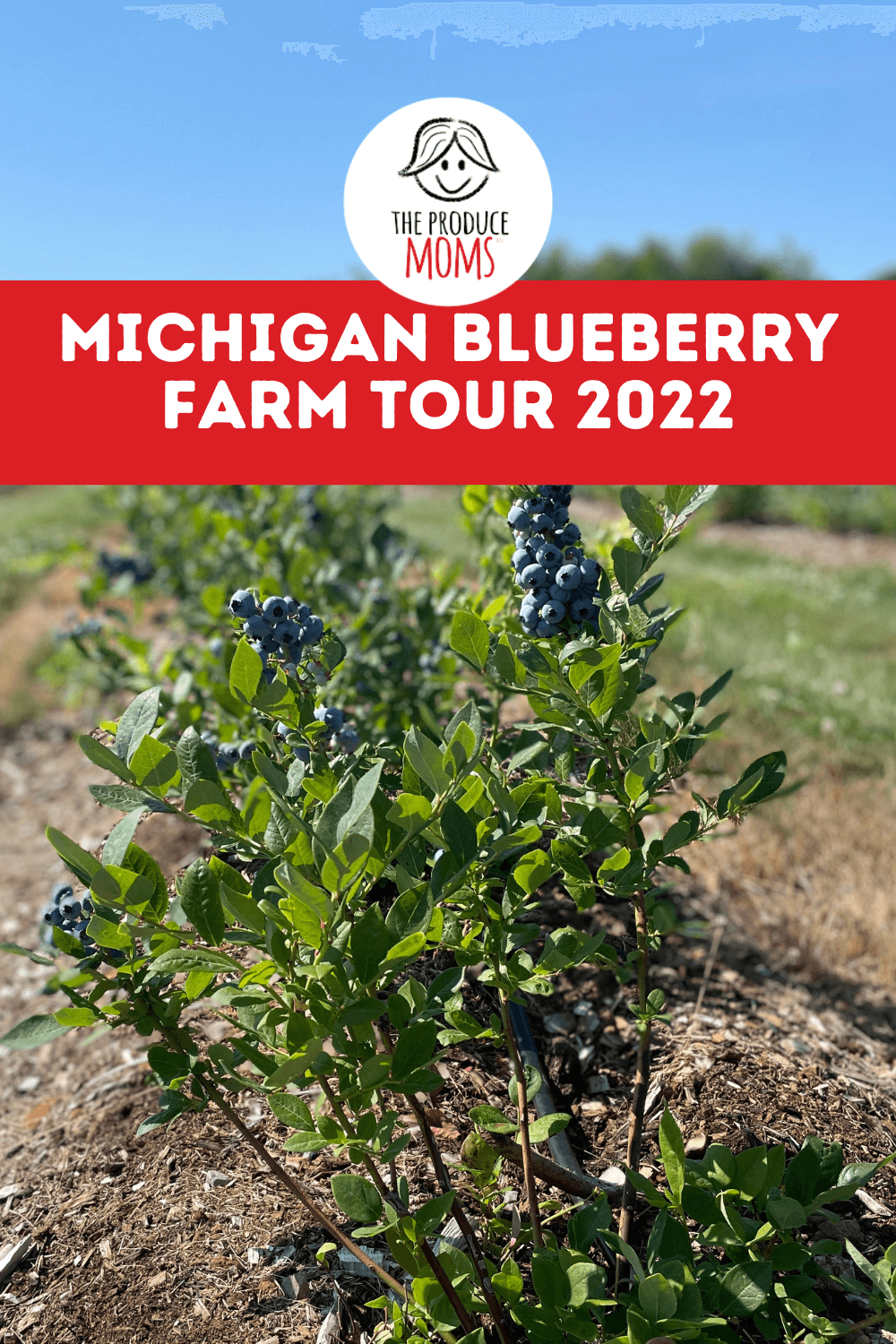 Pinterest Pin: Michigan Blueberry Farm Tour 2022