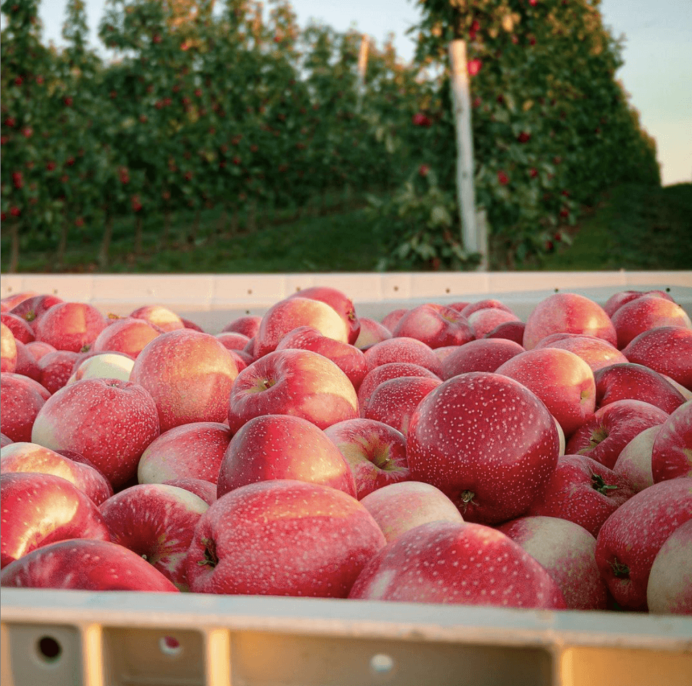 SweeTango apples in bin on a farm