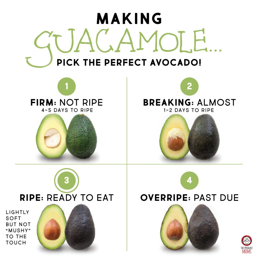 Life Cycle of Avocado