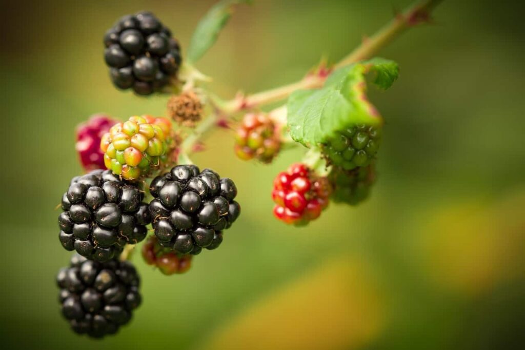 Black berries are delicious fruits for September
