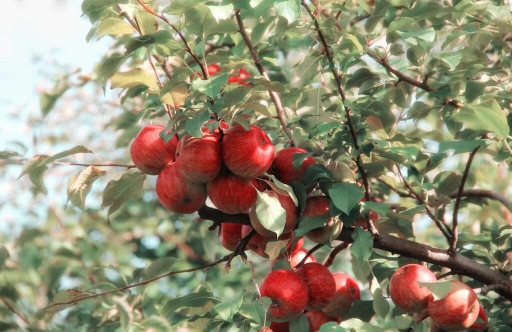 Honeycrip apples are a delicious fruit for september