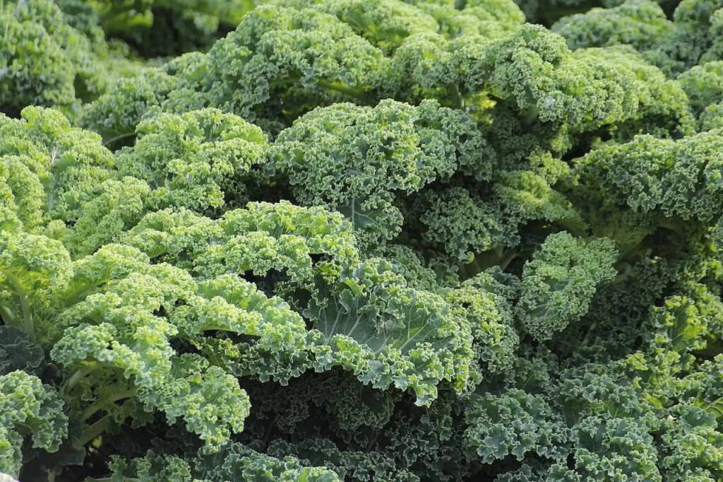 kale is a delicious vegtable for november