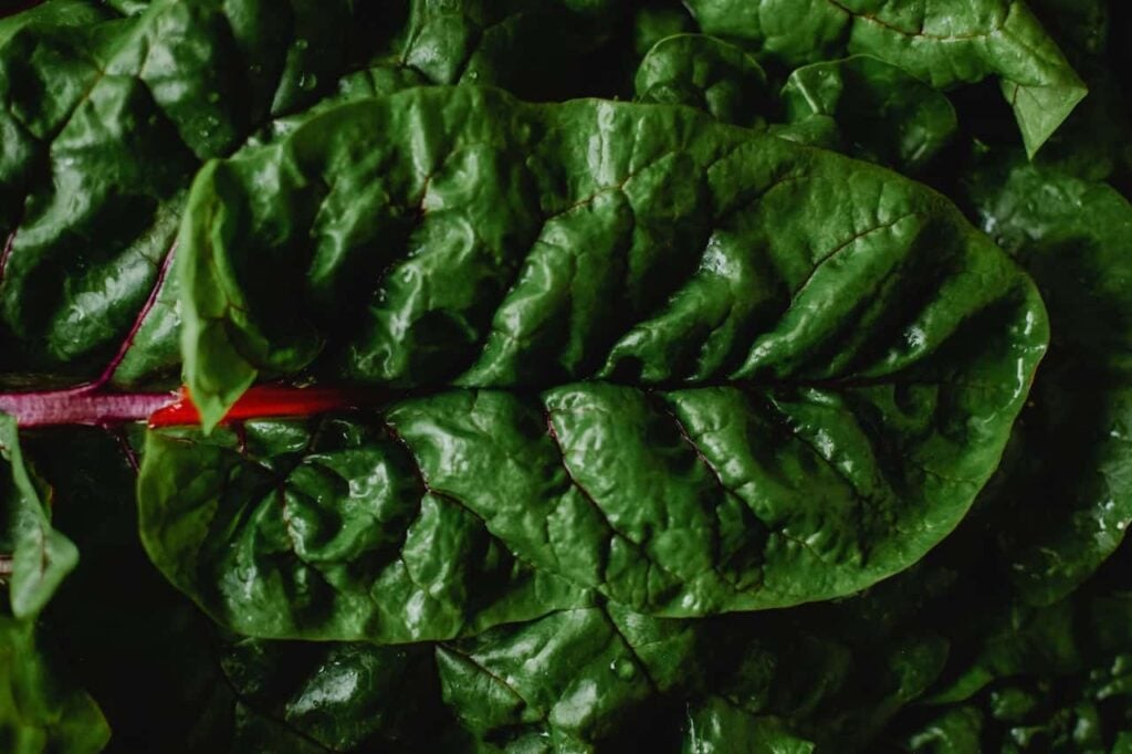 swiss chard is delicious in august 