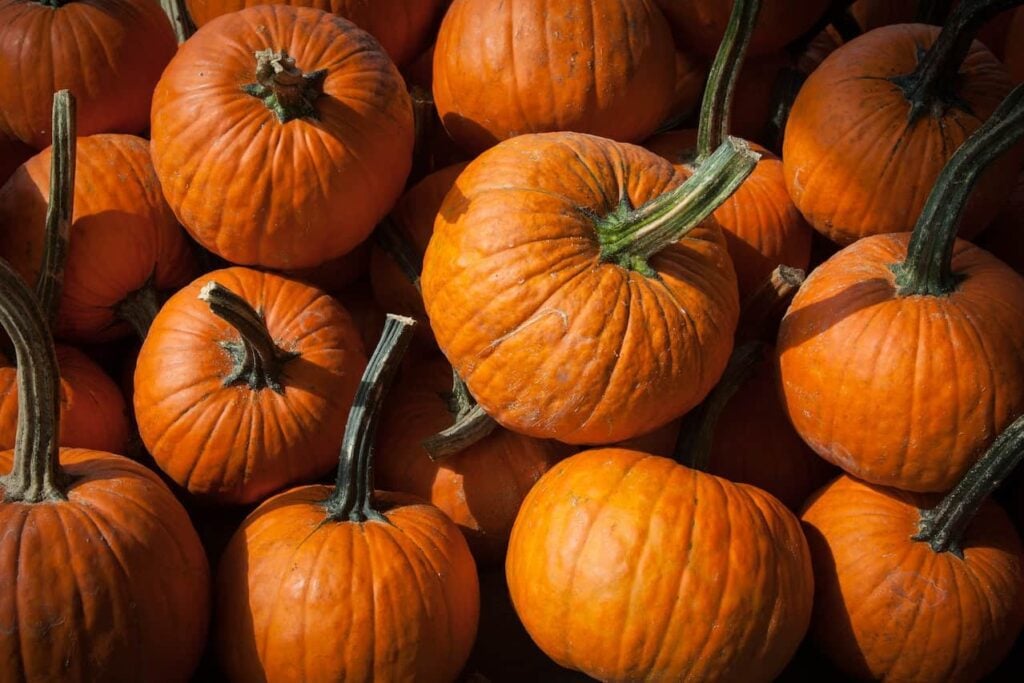 Pumpkins are dellicious in October
