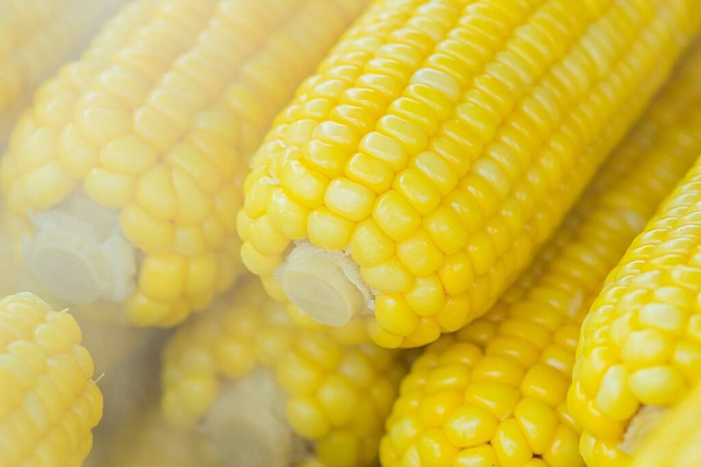 Corn is delicious in august 