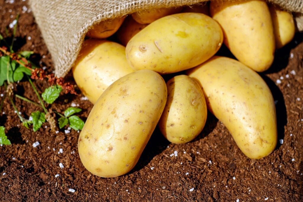 idaho potatos are delicious in august 