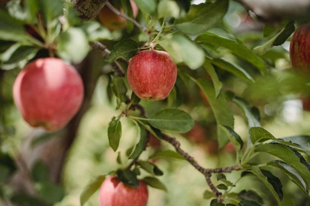 sweet tango apples are delicious in octogber