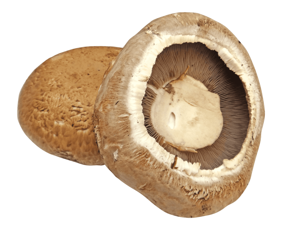 Mushrooms are delicious in October 