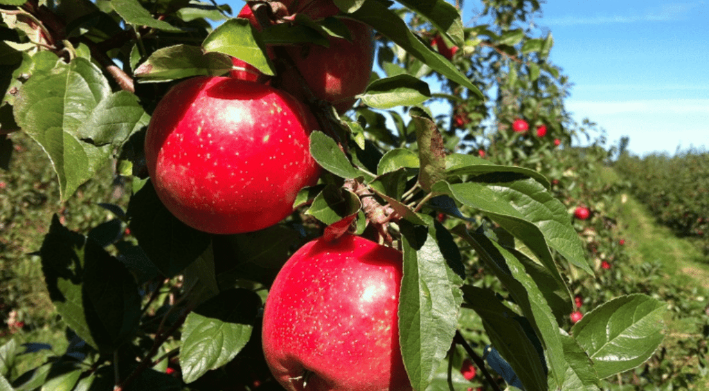 SweeTango apples on tree