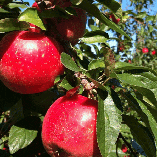 SweeTango apples on tree