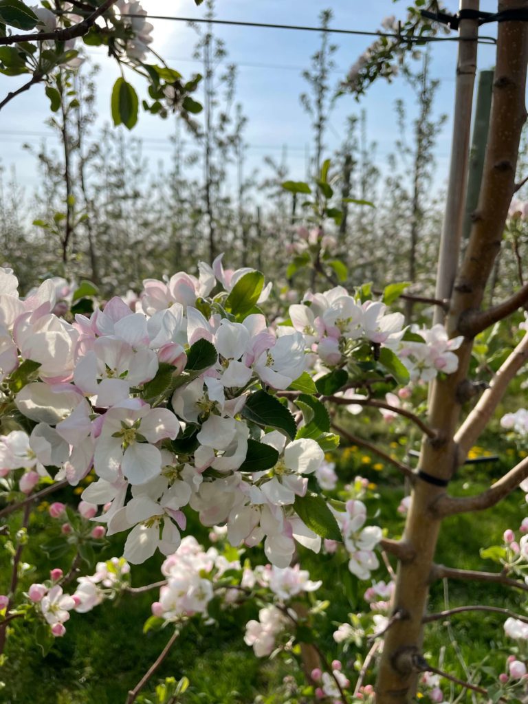 after apple harvest: bloom on tree