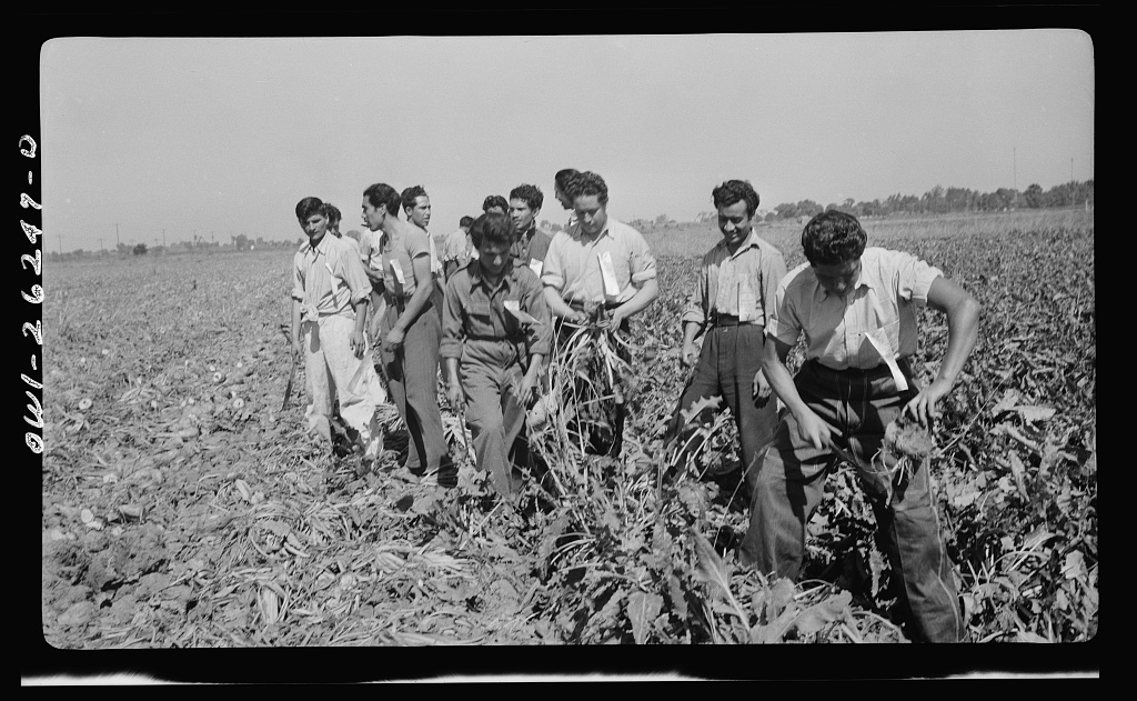 migrant workers in a field with sugar beets