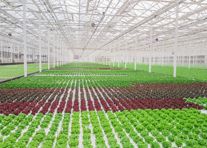 Tanimura & Antle Greenhouse overview
