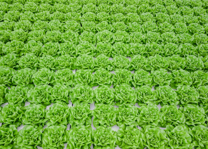 Tanimura & Antle Greenhouse Lettuce