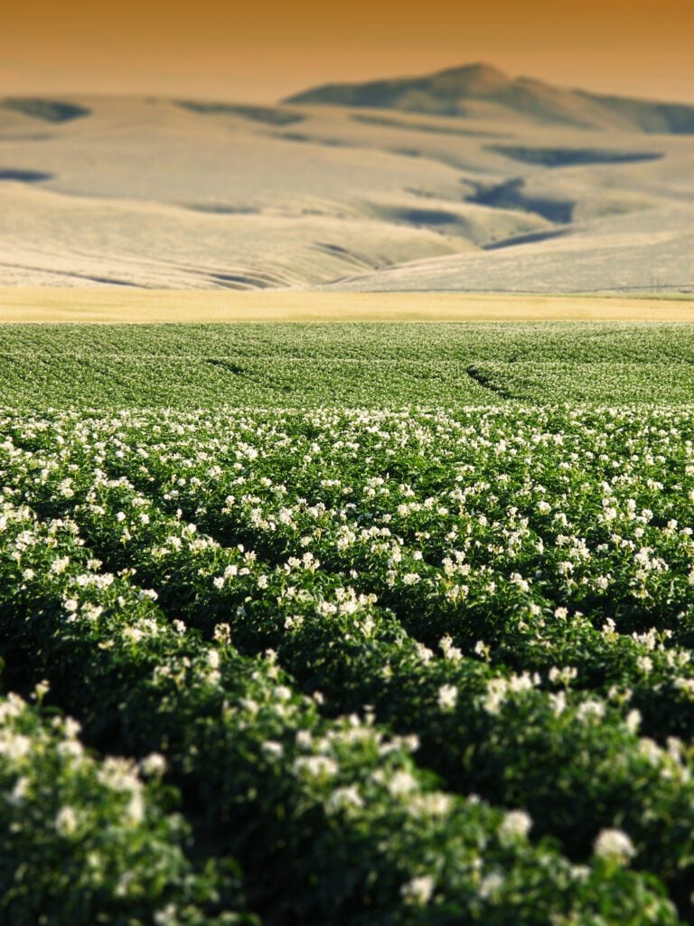 Potato Crop