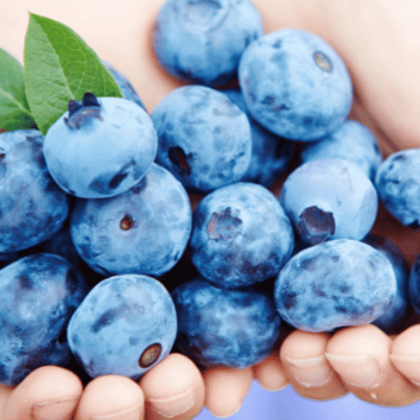 Jumbo Blueberries in hand