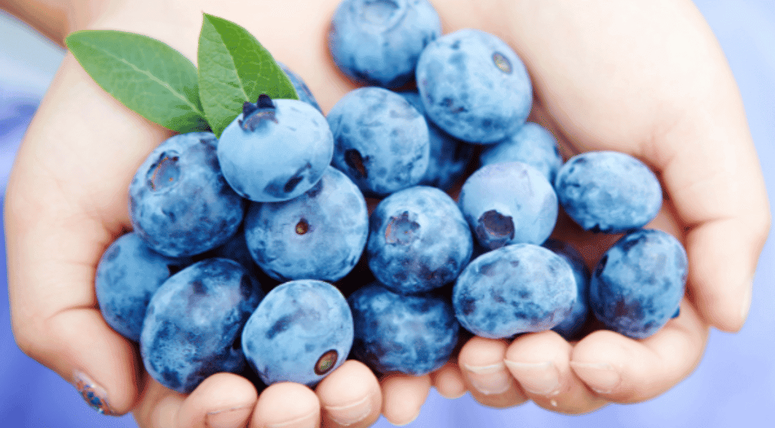 Jumbo Blueberries in hand