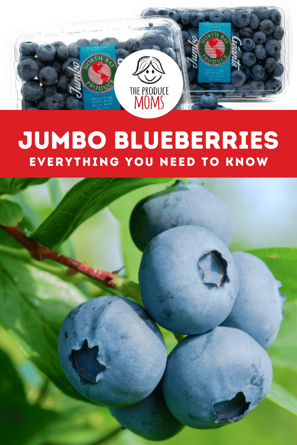 Pinterest Pin Jumbo Blueberries