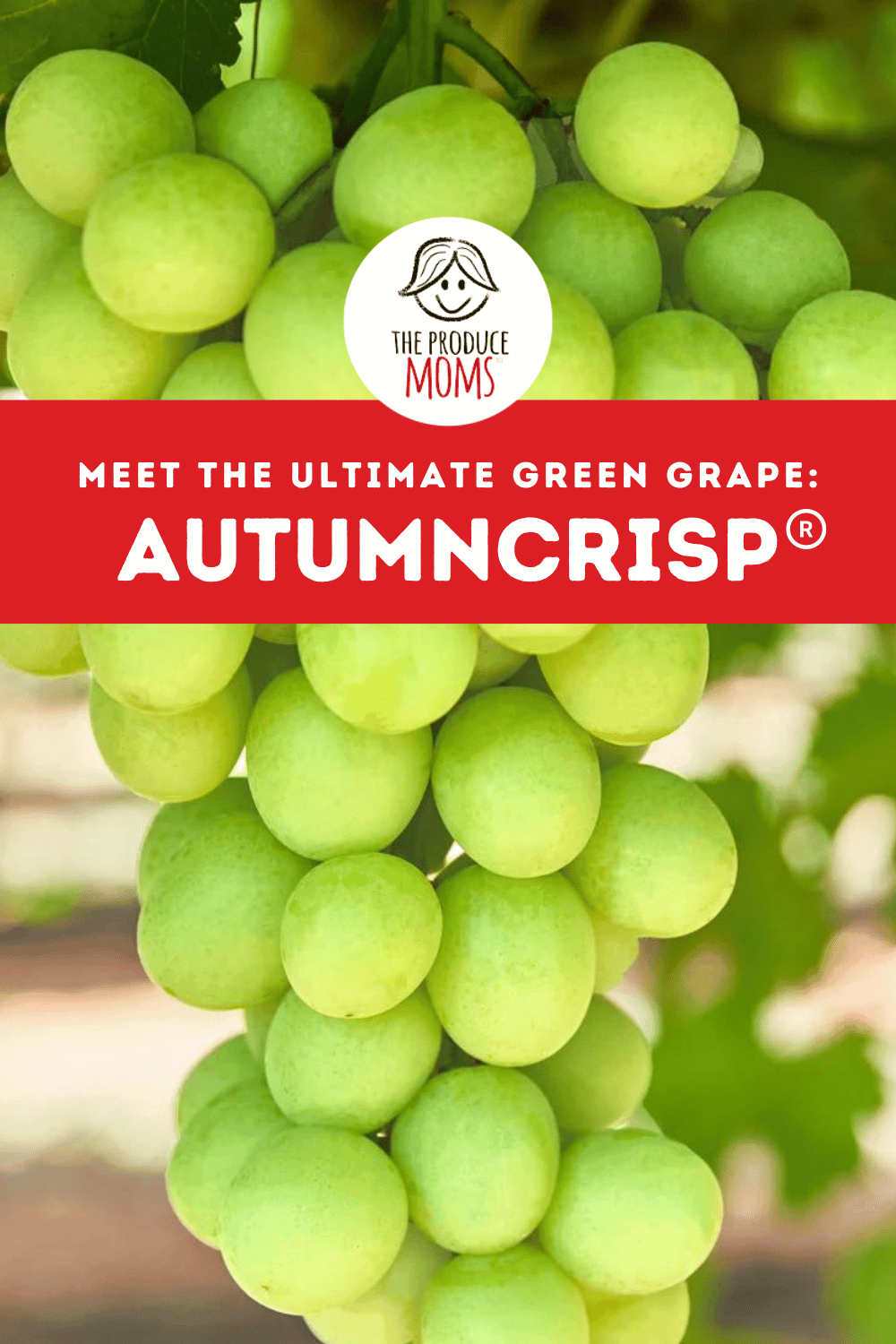 Pinterest Pin: Meet the Ultimate Green Grape: AUTUMNCRISP®