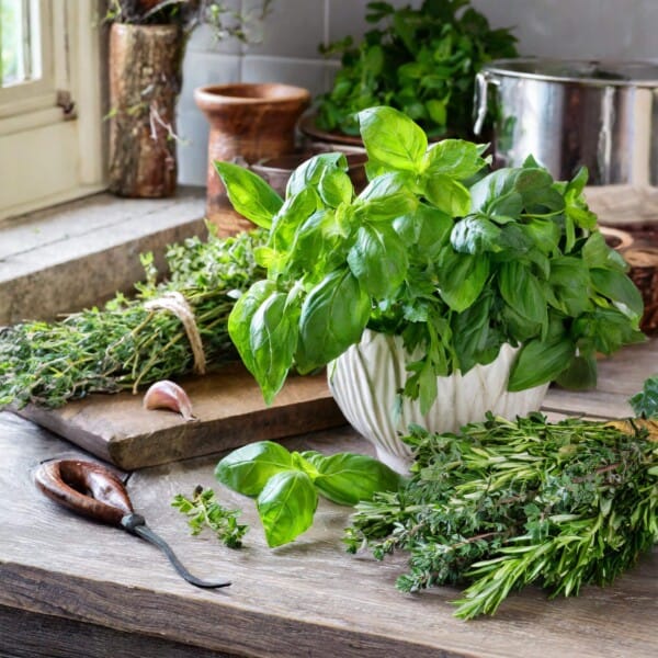 Various herbs on a counter
