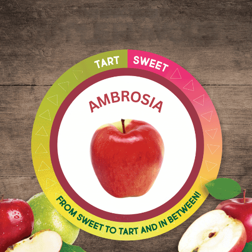 Ambrosia Apple